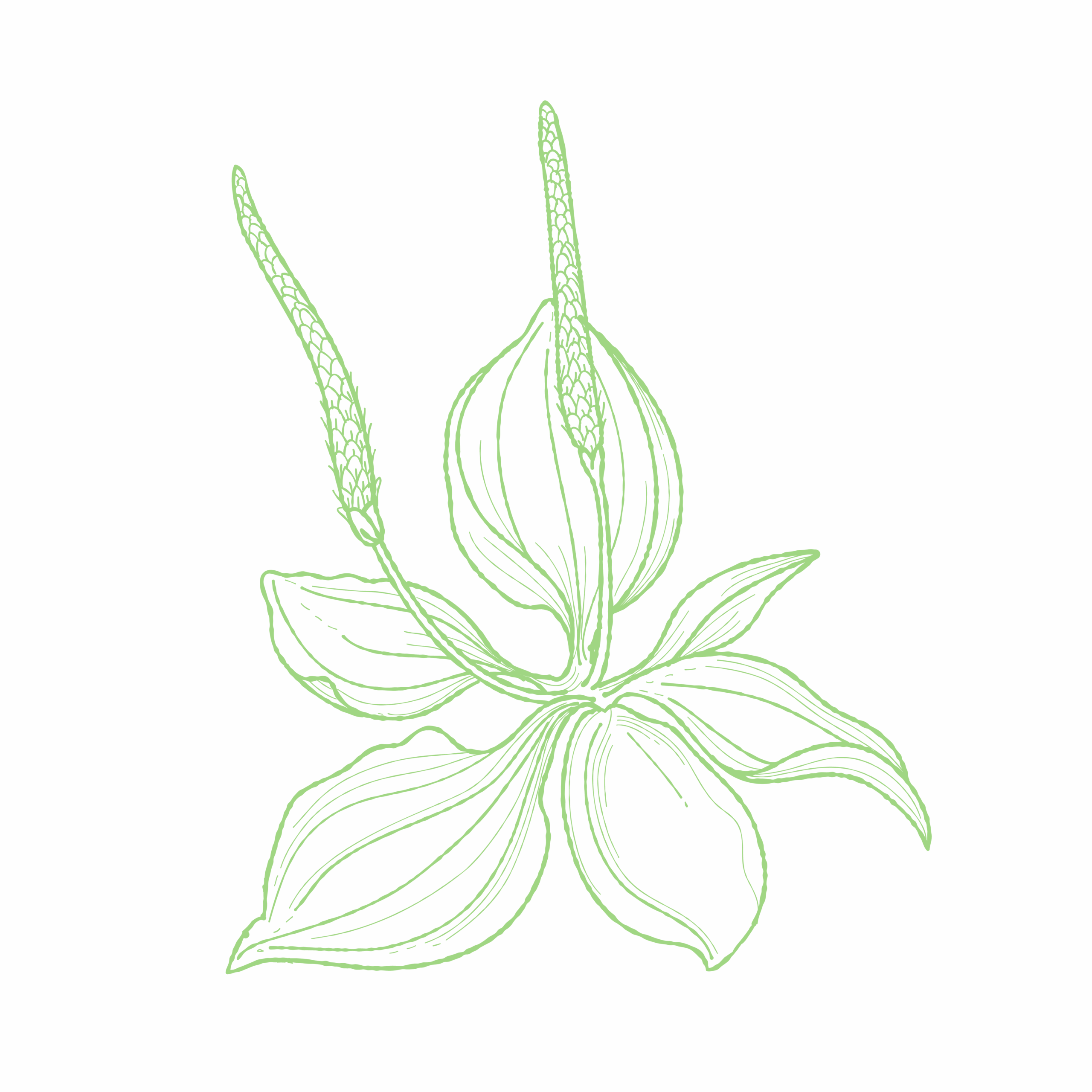 DERMAFORA_Fleurs_Plantain_080223