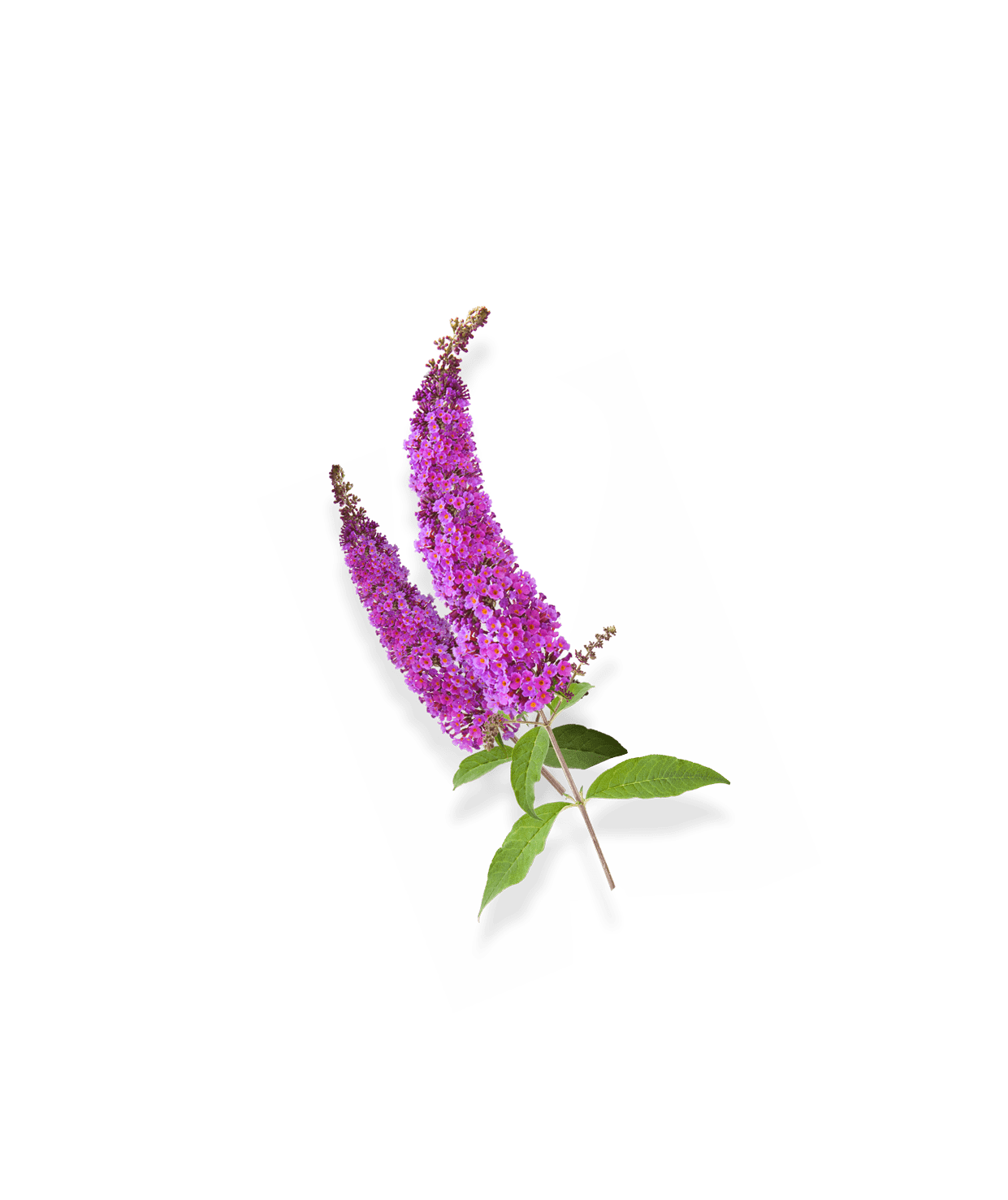 ECLAT_INSTANTANE_Buddleia