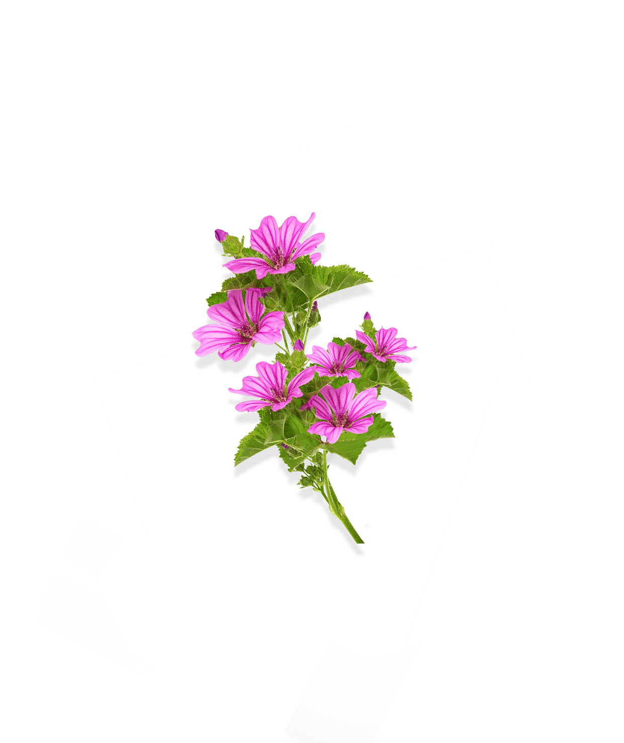 PEAUX_DESHYDRATEES_Mauve