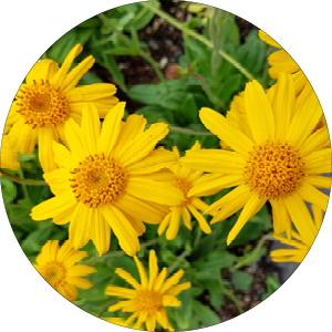 260430_DERMAFORA_INGREDIENTS_Extrait d'arnica_300x300px