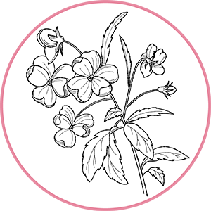 260504_DERMAFORA_INGREDIENTS_MOELCULES_300x300px4
