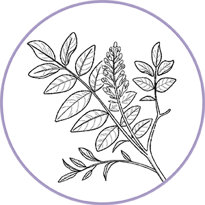 260504_DERMAFORA_INGREDIENTS_MOELCULES_300x300px5