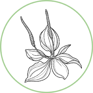260504_DERMAFORA_INGREDIENTS_MOELCULES_300x300px6