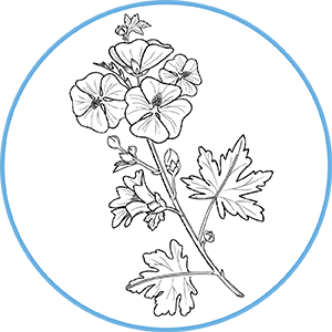 260504_DERMAFORA_INGREDIENTS_MOELCULES_300x300px7