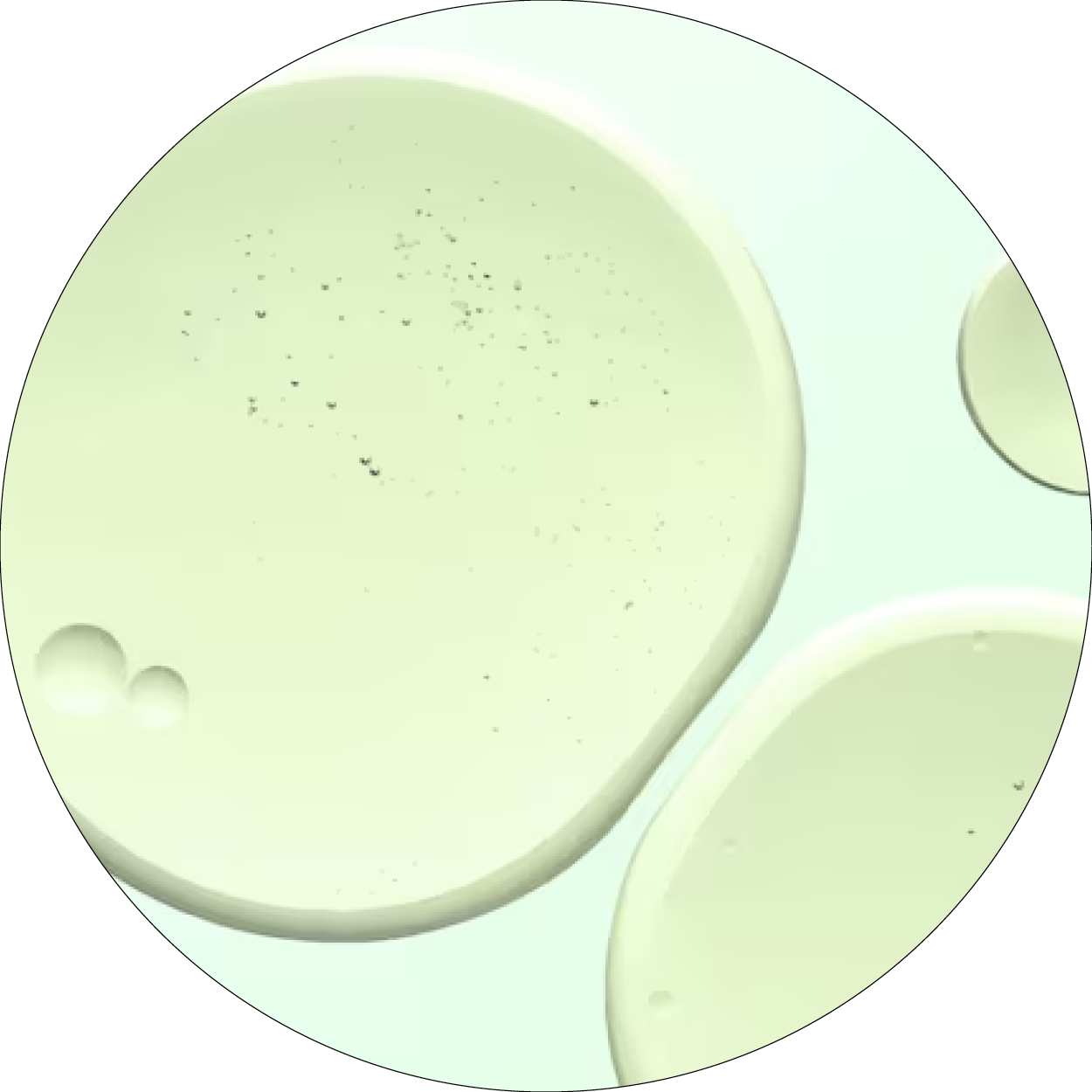 260505_DERMAFORA_INGREDIENTS_Acide salicylique_300x300px14