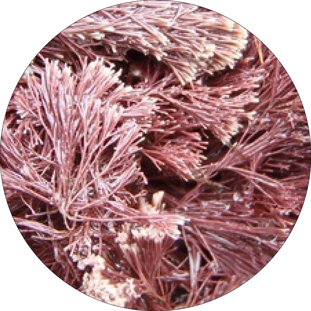260505_DERMAFORA_INGREDIENTS_Extrait de Jania Rubens_300x300px6
