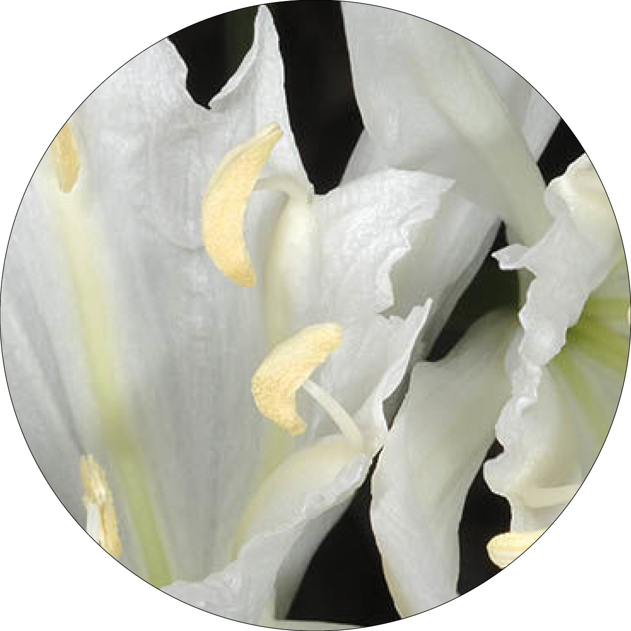 260505_DERMAFORA_INGREDIENTS_Extrait de Pancratium maritimum_300x300px11