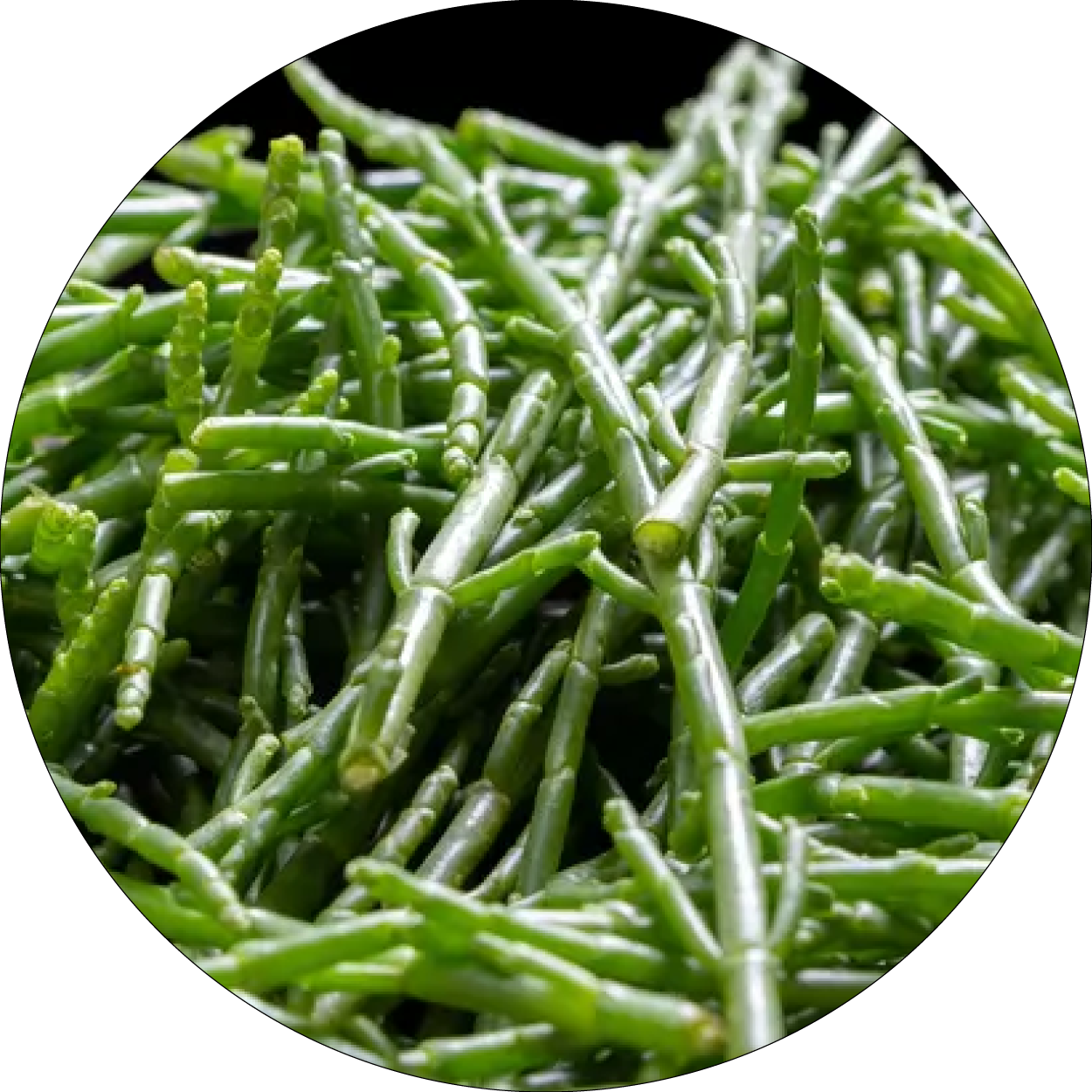 260505_DERMAFORA_INGREDIENTS_Extrait de Salicornia herbacea (salicorne)_300x300px15