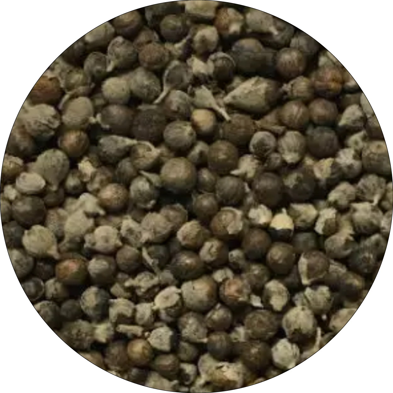 260505_DERMAFORA_INGREDIENTS_Extrait de baies de poivre des moines_300x300px9