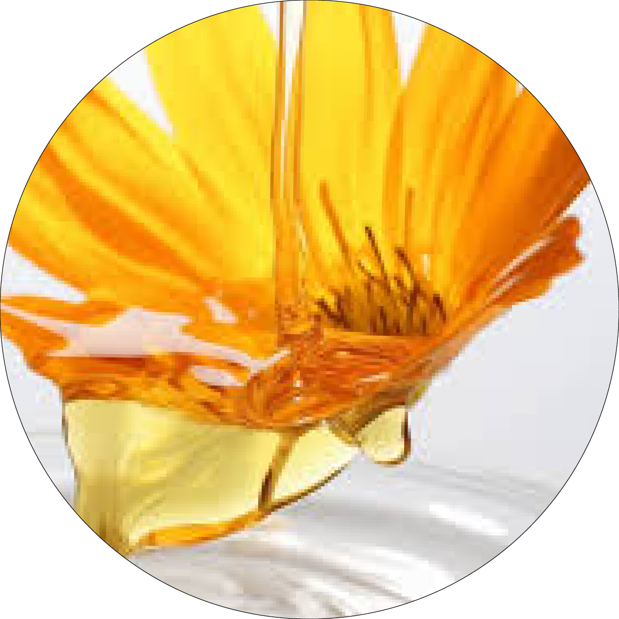 260505_DERMAFORA_INGREDIENTS_HUILE DE CALENDULA_300x300px26