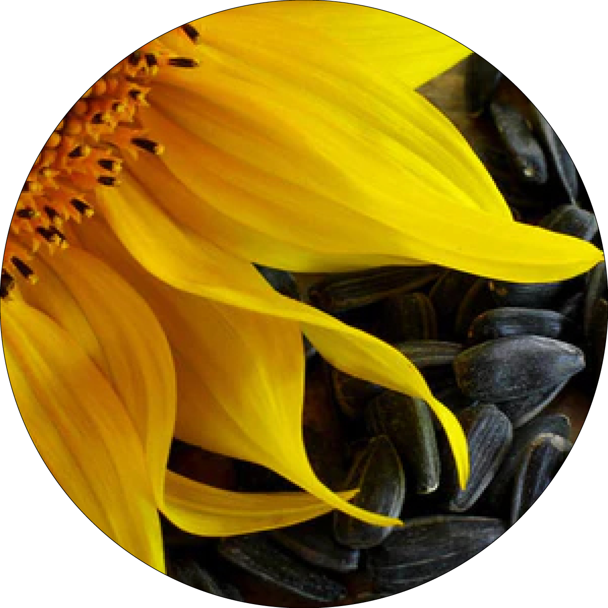 260505_DERMAFORA_INGREDIENTS_HUILE DE TOURNESOL_300x300px23