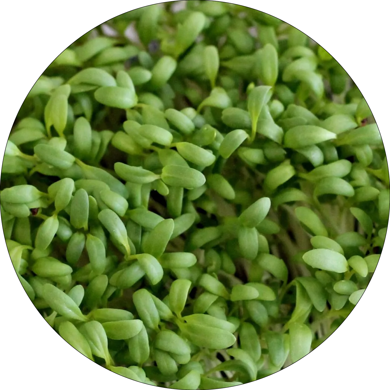 260505_DERMAFORA_INGREDIENTS_Pousses de cresson suisse_300x300px20